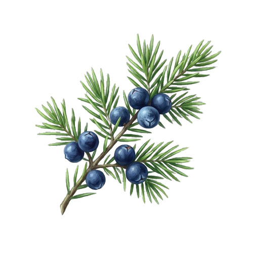 Juniper Berry