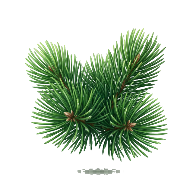 Pine Needles