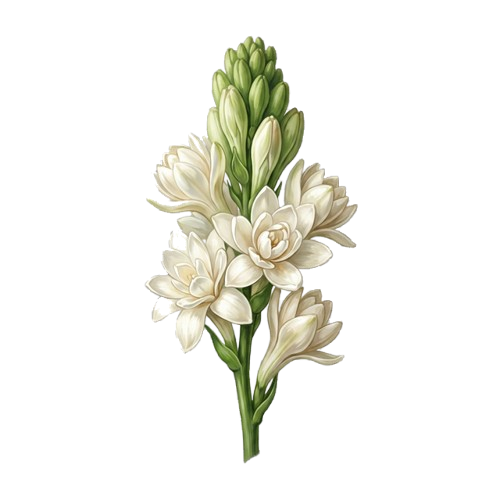 Tuberose
